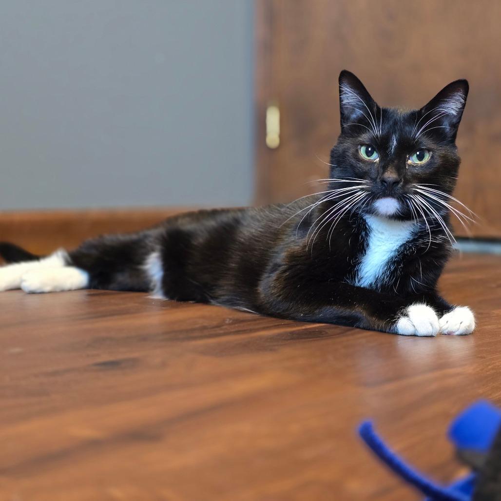 Enlarge Gustave, a Adoptable mixed breed in South Elgin, IL image 5/5