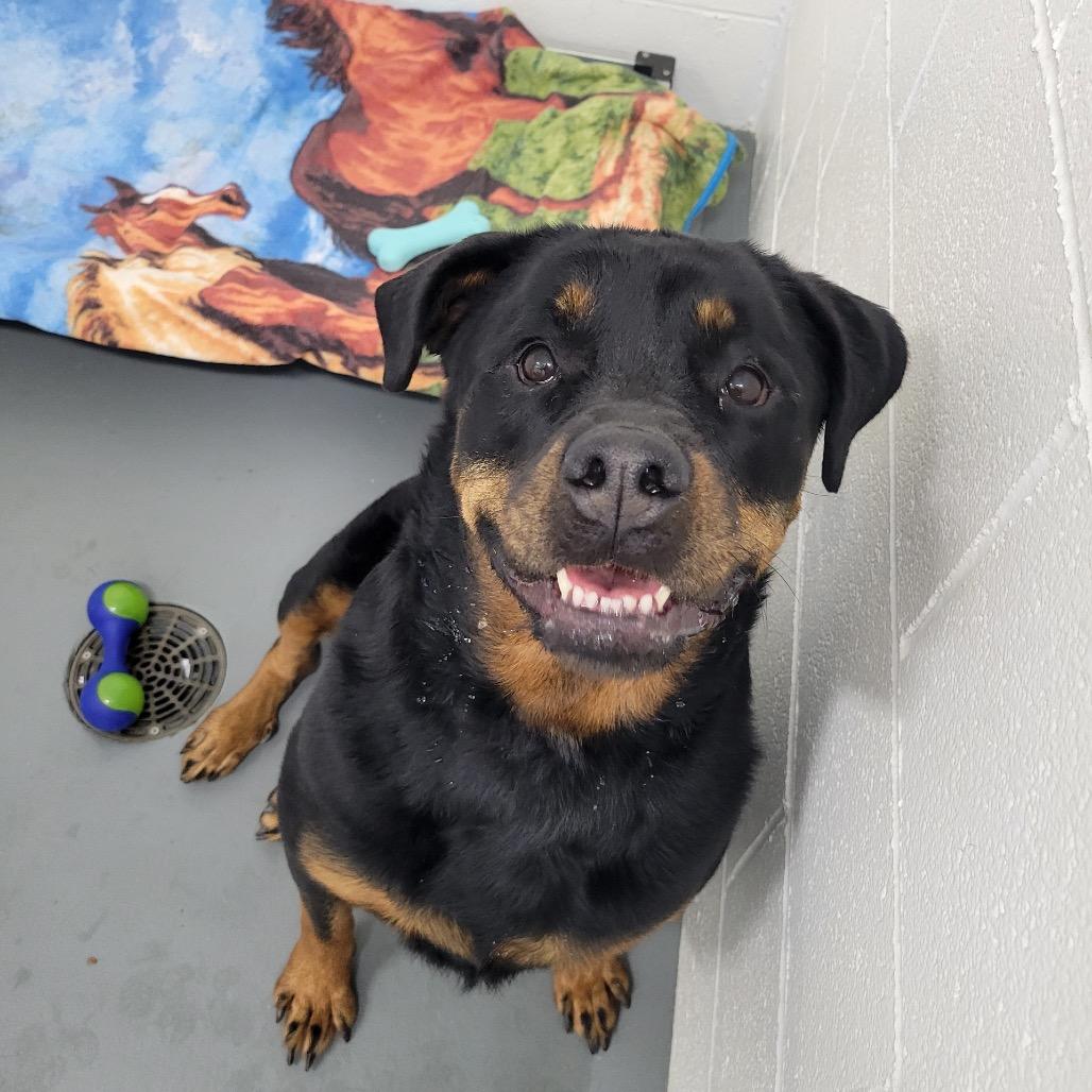 Amira, Adoptable, Adult Female Rottweiler.