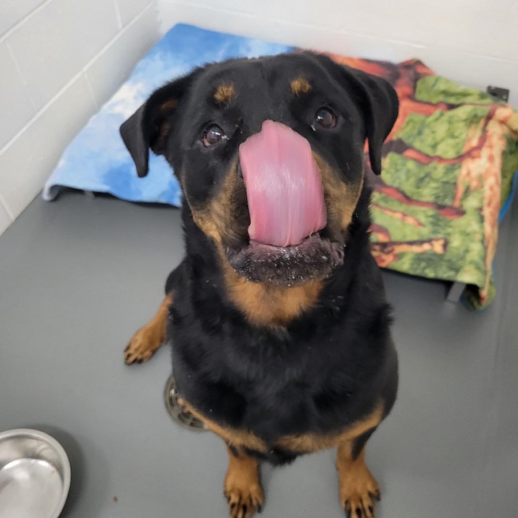 Enlarge Amira, a Adoptable Rottweiler in Walnut Cove, NC image 2/6