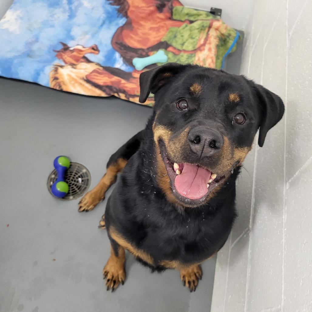 Enlarge Amira, a Adoptable Rottweiler in Walnut Cove, NC image 3/6