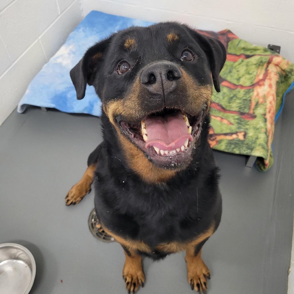 Enlarge Amira, a Adoptable Rottweiler in Walnut Cove, NC image 4/6
