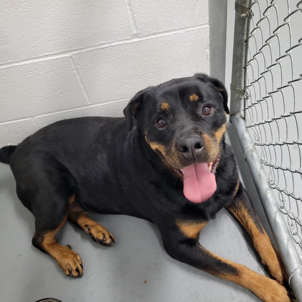 Enlarge Amira, a Adoptable Rottweiler in Walnut Cove, NC image 5/6