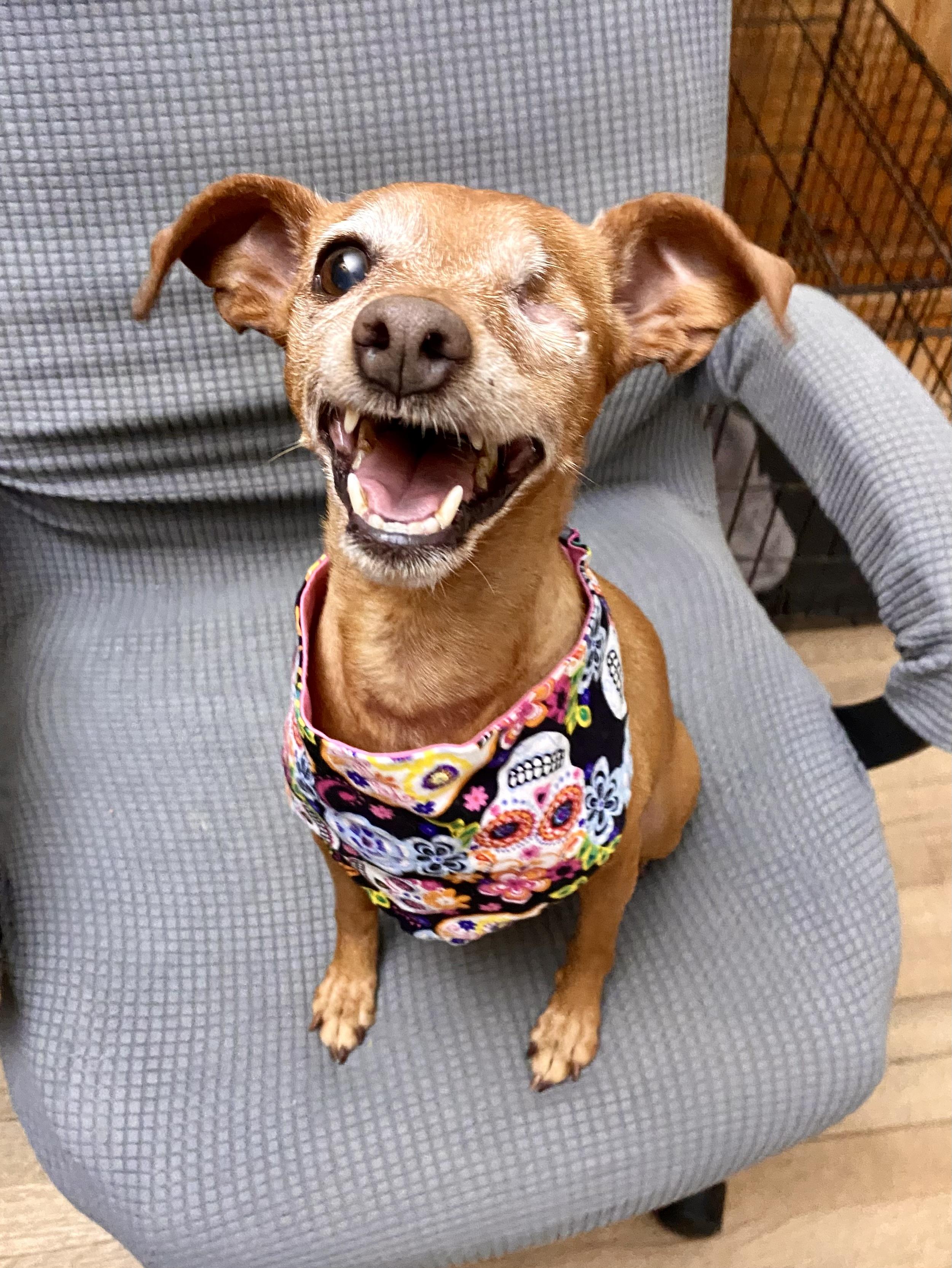 Harley, a Adoptable Miniature Pinscher in Houston, TX image 1/6