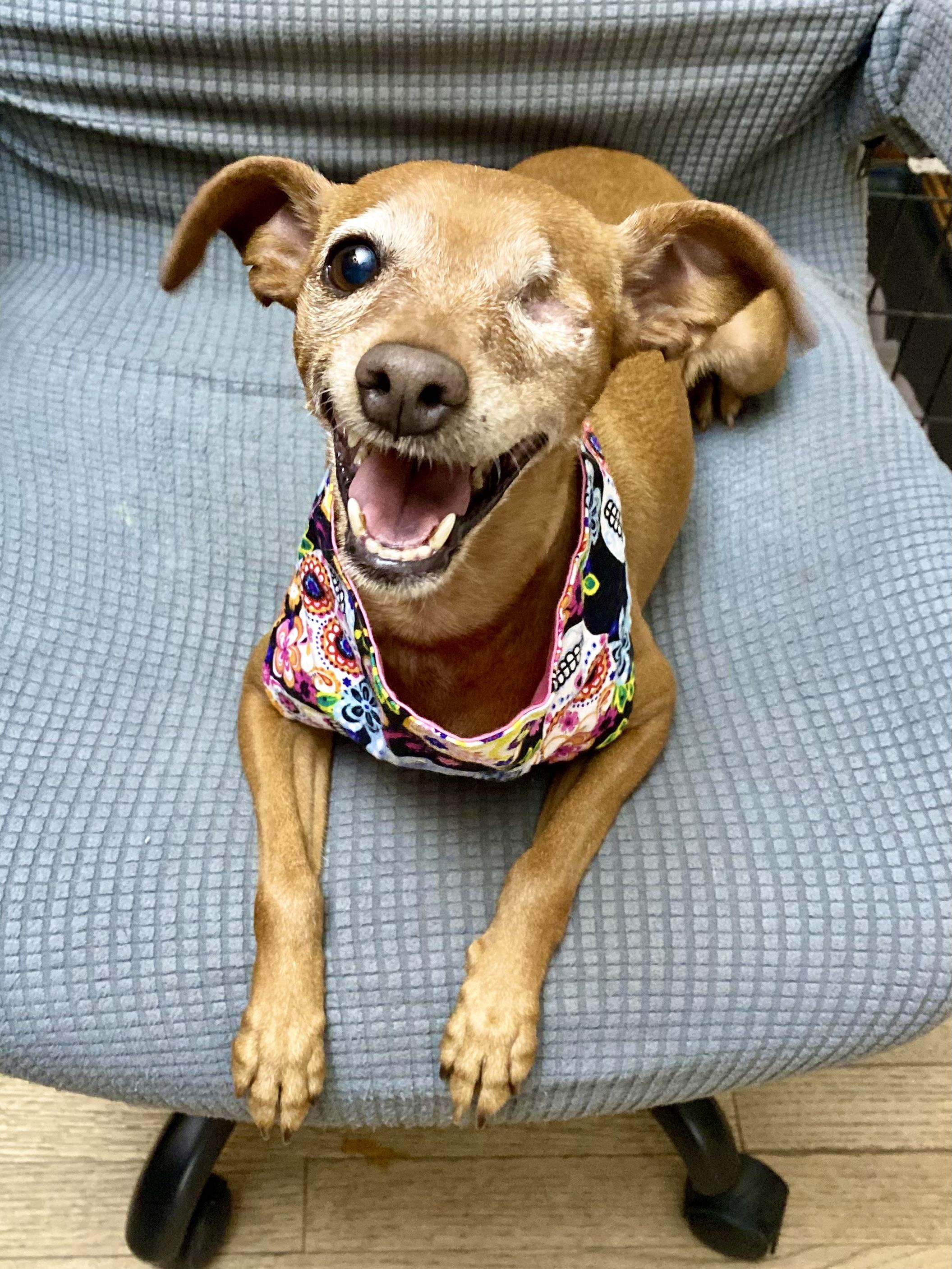 Harley, a Adoptable Miniature Pinscher in Houston, TX image 2/6