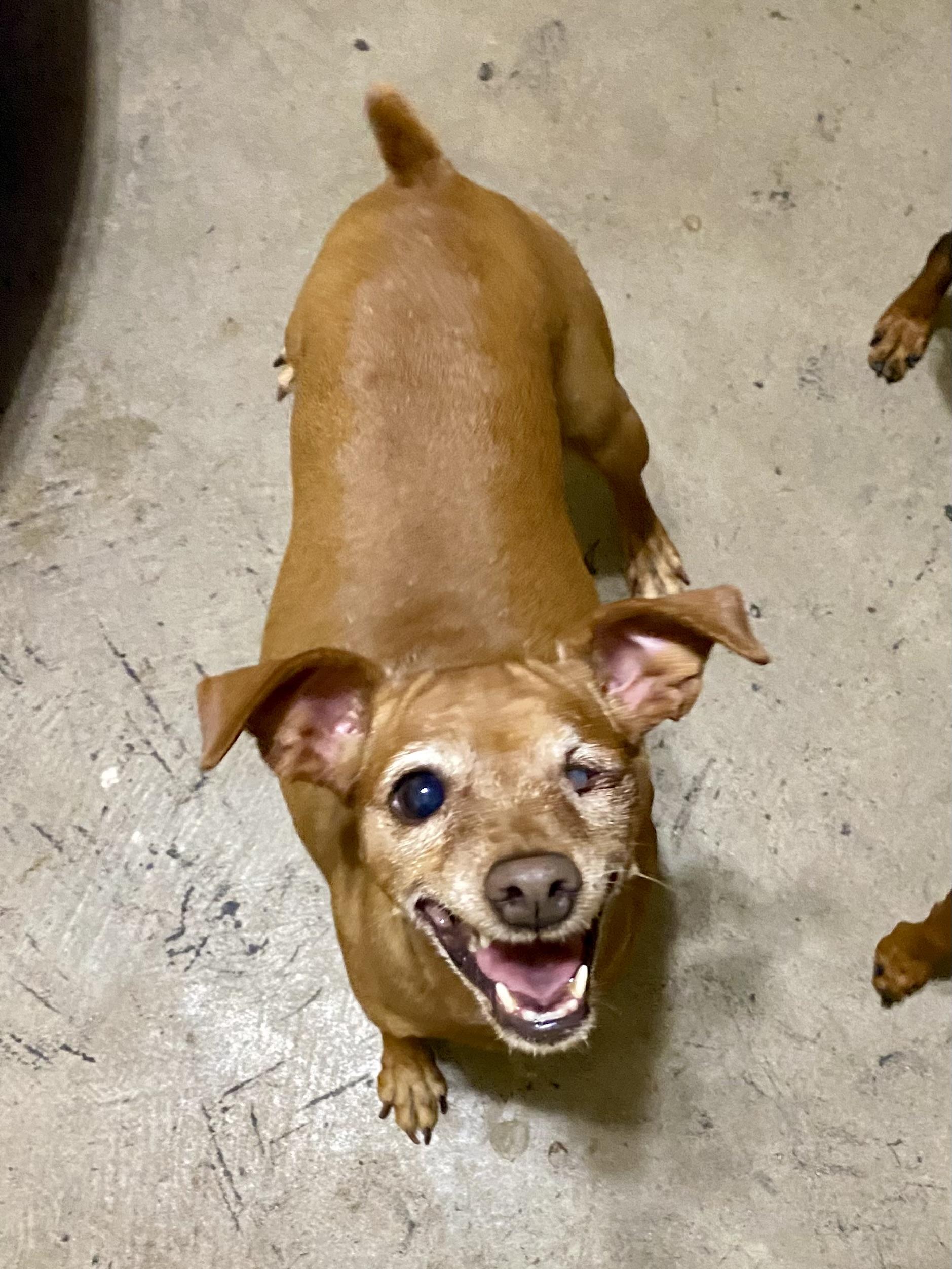 Harley, a Adoptable Miniature Pinscher in Houston, TX image 5/6