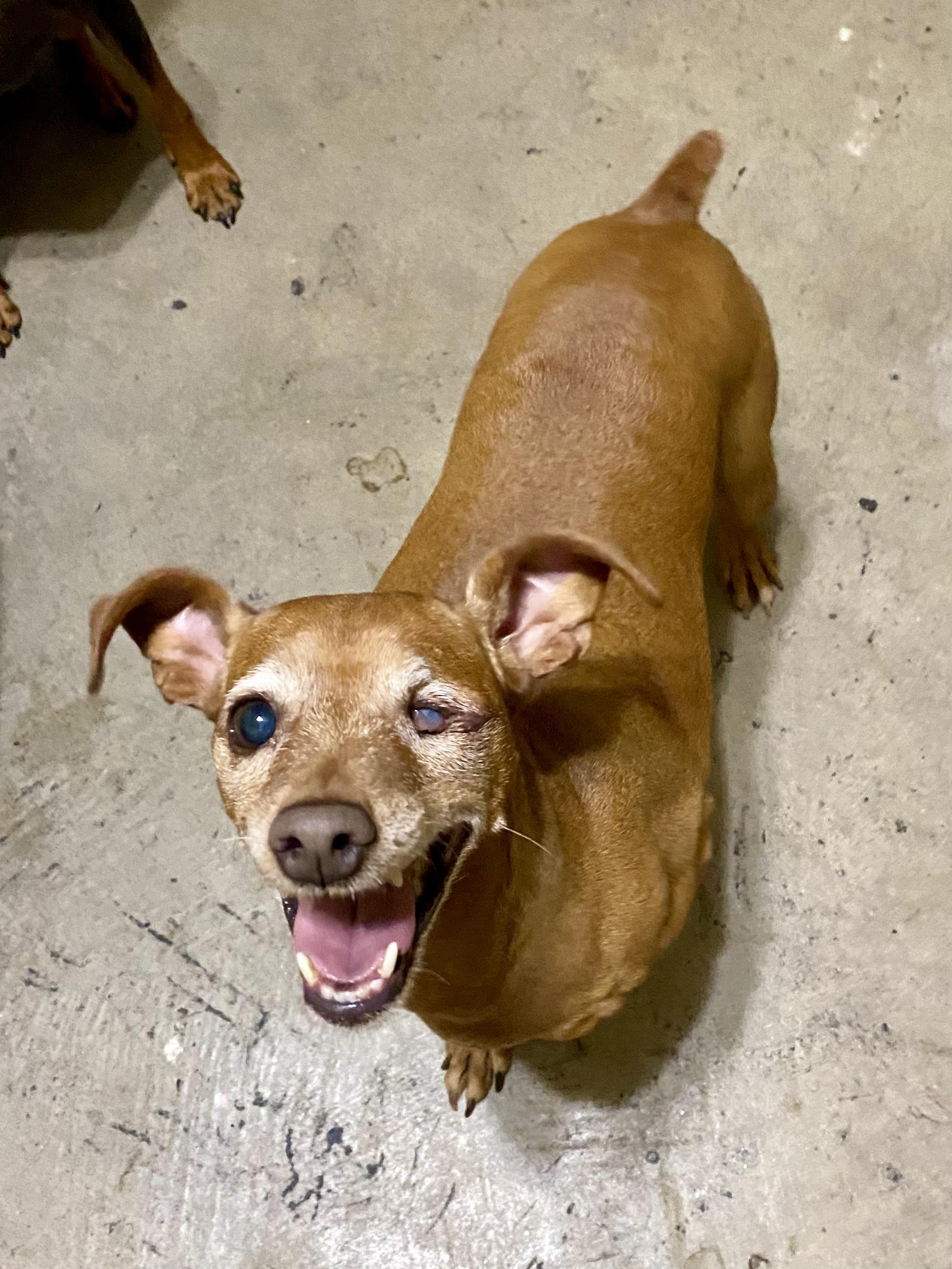 Harley, a Adoptable Miniature Pinscher in Houston, TX image 6/6