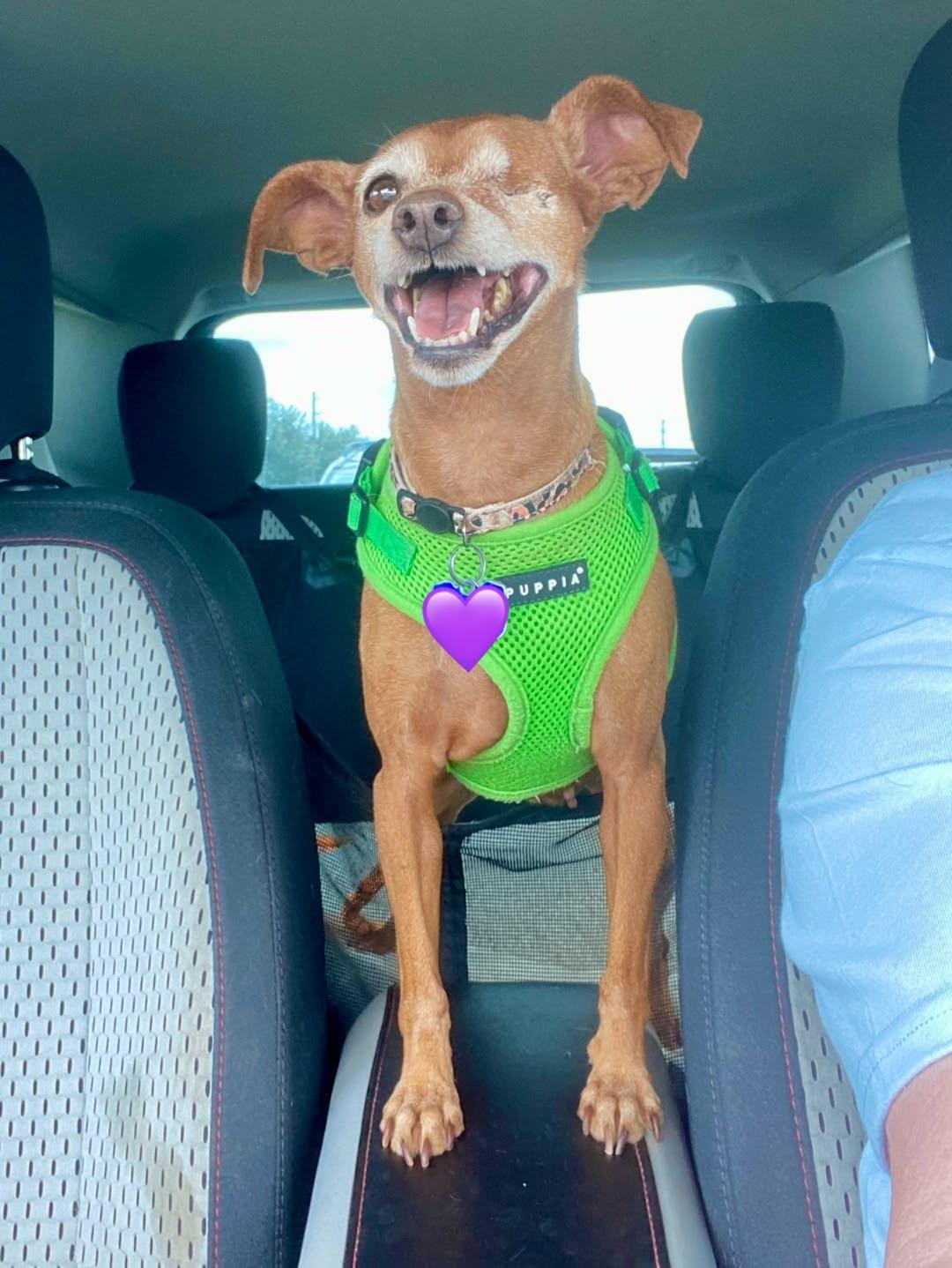 Enlarge Harley - Pending, a Adoptable Miniature Pinscher in Houston, TX image 6/6