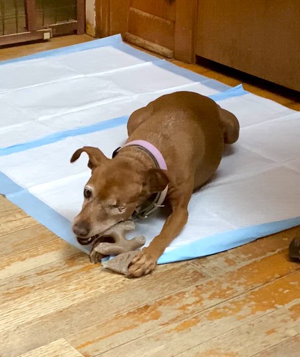 Enlarge Harley, a Adoptable Miniature Pinscher in Houston, TX video 3/6