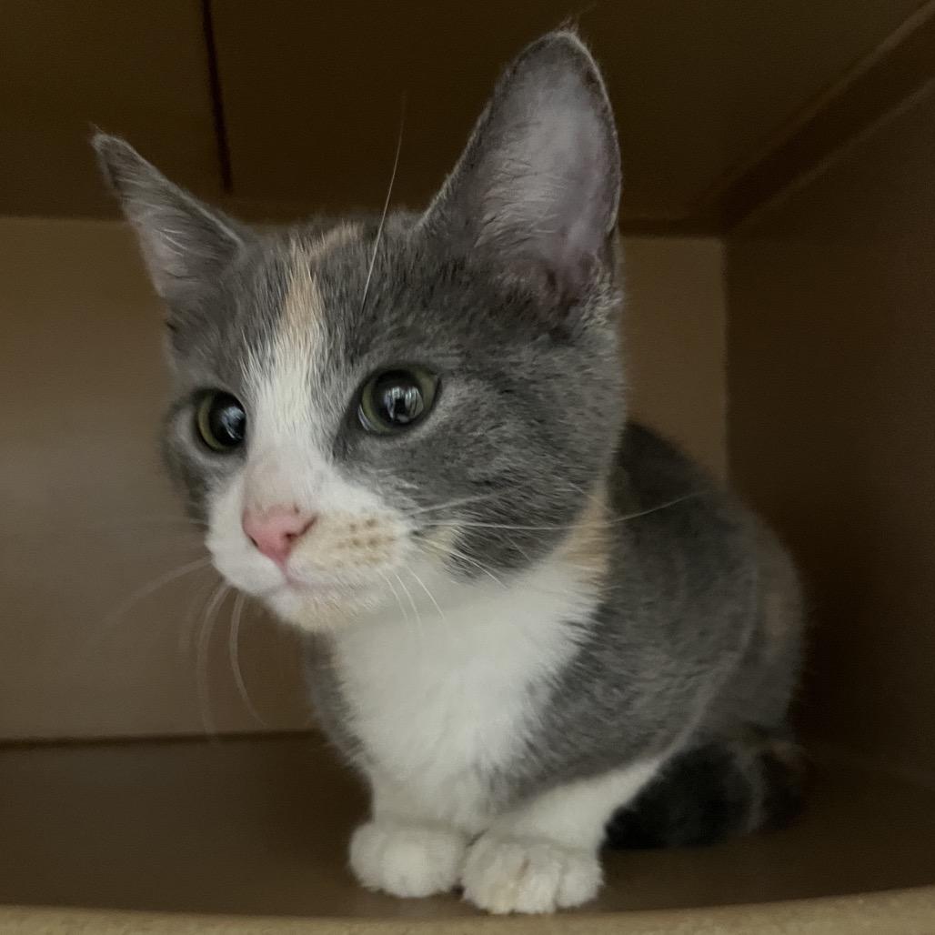 Enlarge Arlene, a Adoptable mixed breed in Madisonville, KY image 1/1