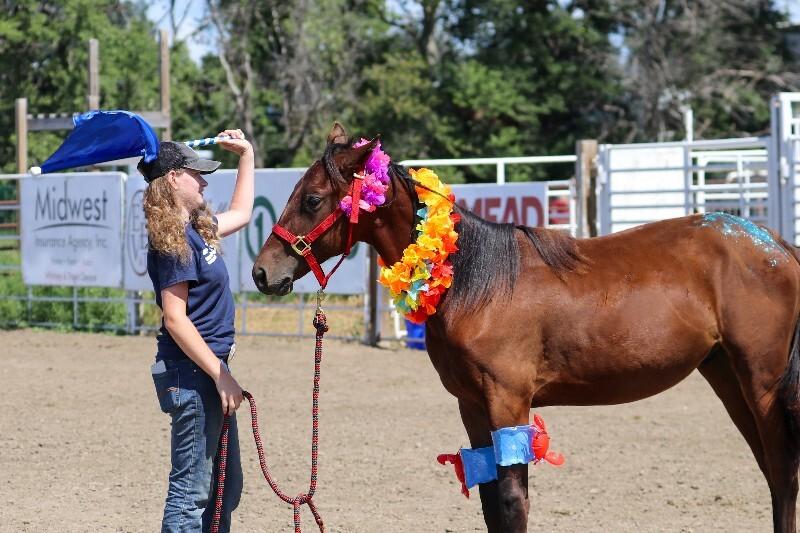 Felix, a Adoptable Quarterhorse in Scotland, SD image 1/6