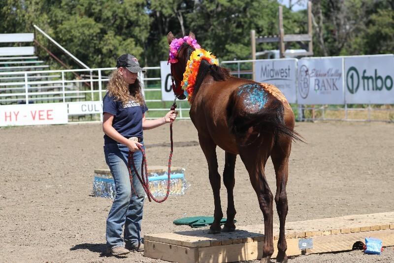 Felix, a Adoptable Quarterhorse in Scotland, SD image 2/6