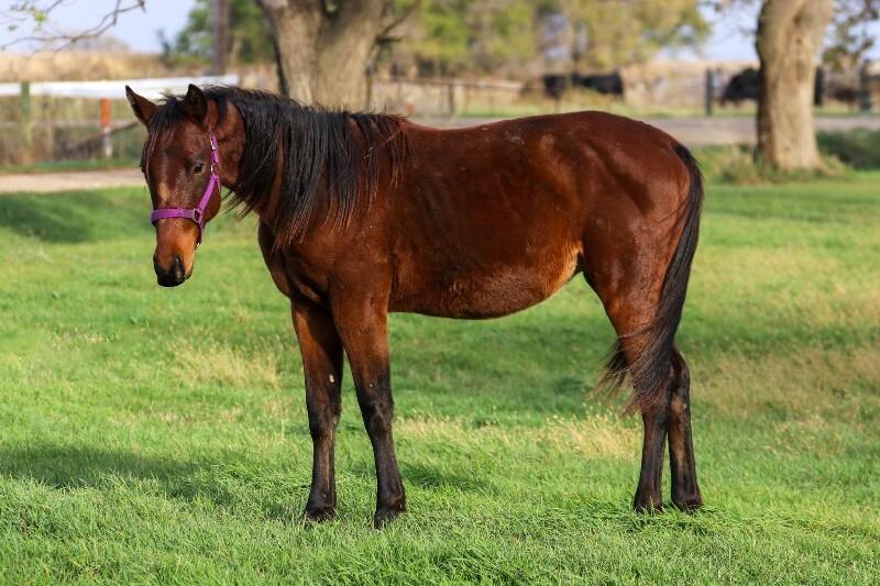 Felix, a Adoptable Quarterhorse in Scotland, SD image 3/6
