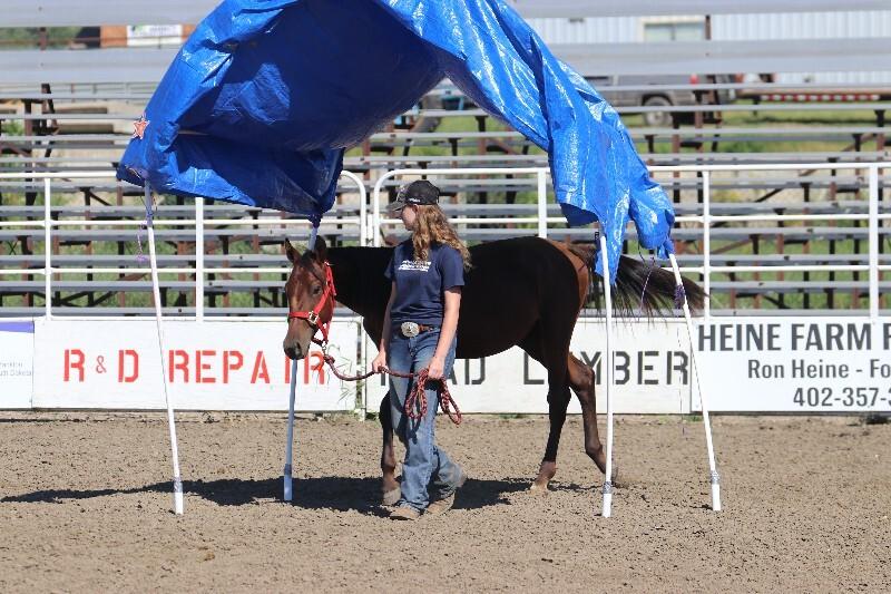 Felix, a Adoptable Quarterhorse in Scotland, SD image 4/6