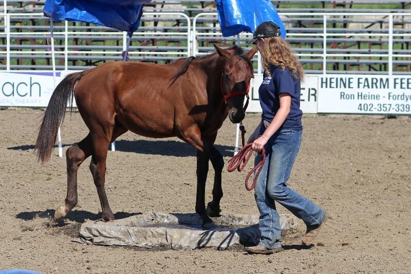 Felix, a Adoptable Quarterhorse in Scotland, SD image 5/6