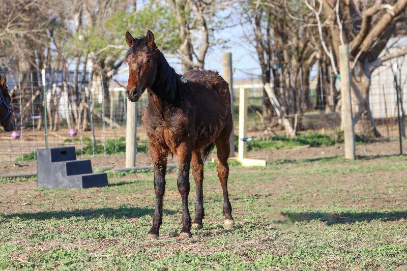Enlarge Felix, a Adoptable Quarterhorse in Scotland, SD image 1/2