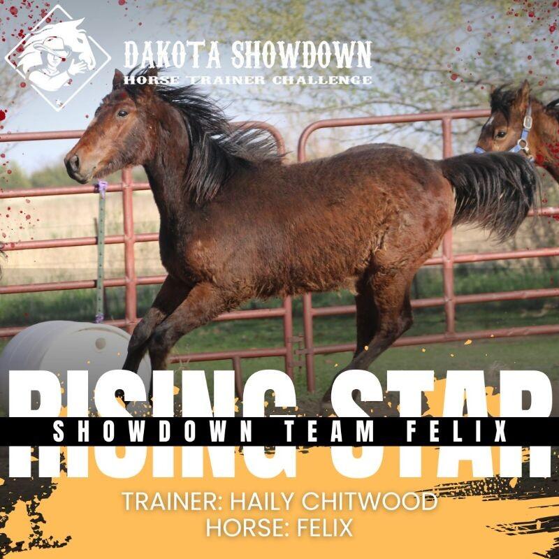 Enlarge Felix, a Adoptable Quarterhorse in Scotland, SD image 2/2