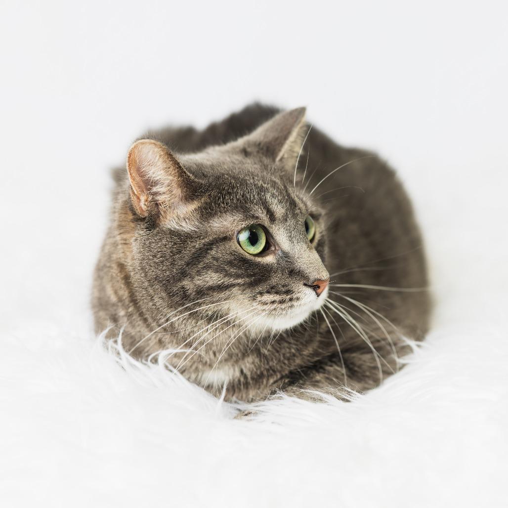 Jess, Adoptable, Adult Female Domestic Short Hair.