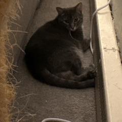 Enlarge Jess, a Adoptable Domestic Short Hair in St. Paul, MN image 2/6