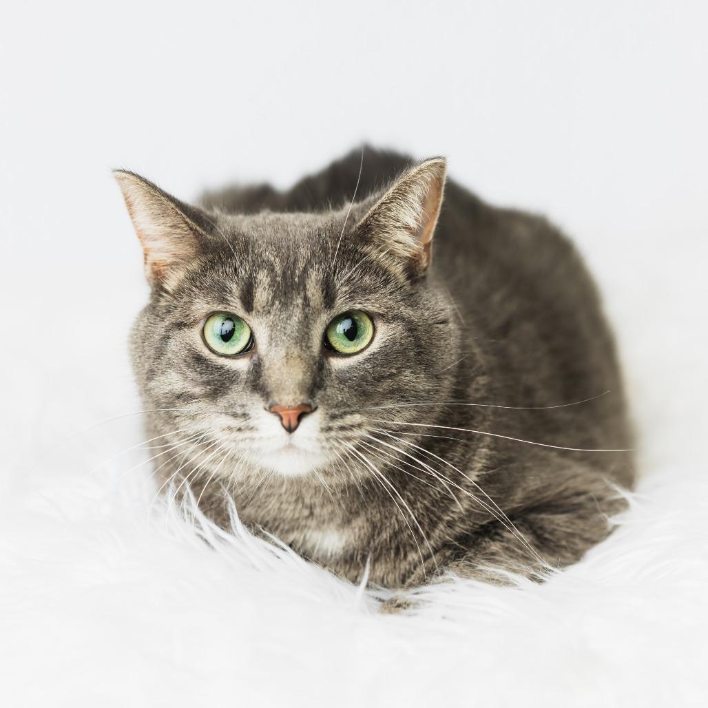 Enlarge Jess, a Adoptable Domestic Short Hair in St. Paul, MN image 2/4