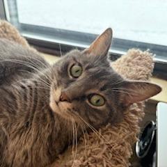 Enlarge Jess, a Adoptable Domestic Short Hair in St. Paul, MN image 4/6