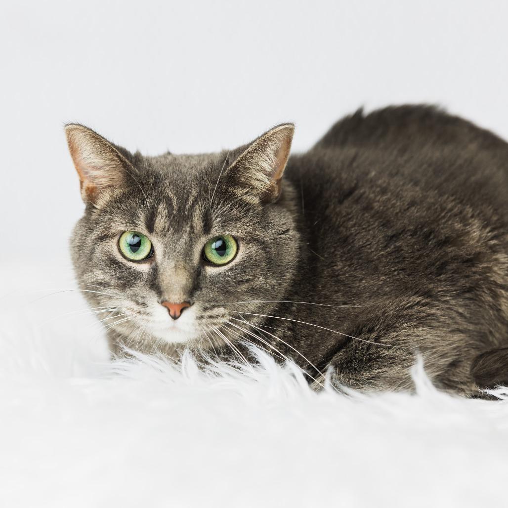 Enlarge Jess, a Adoptable Domestic Short Hair in St. Paul, MN image 3/4
