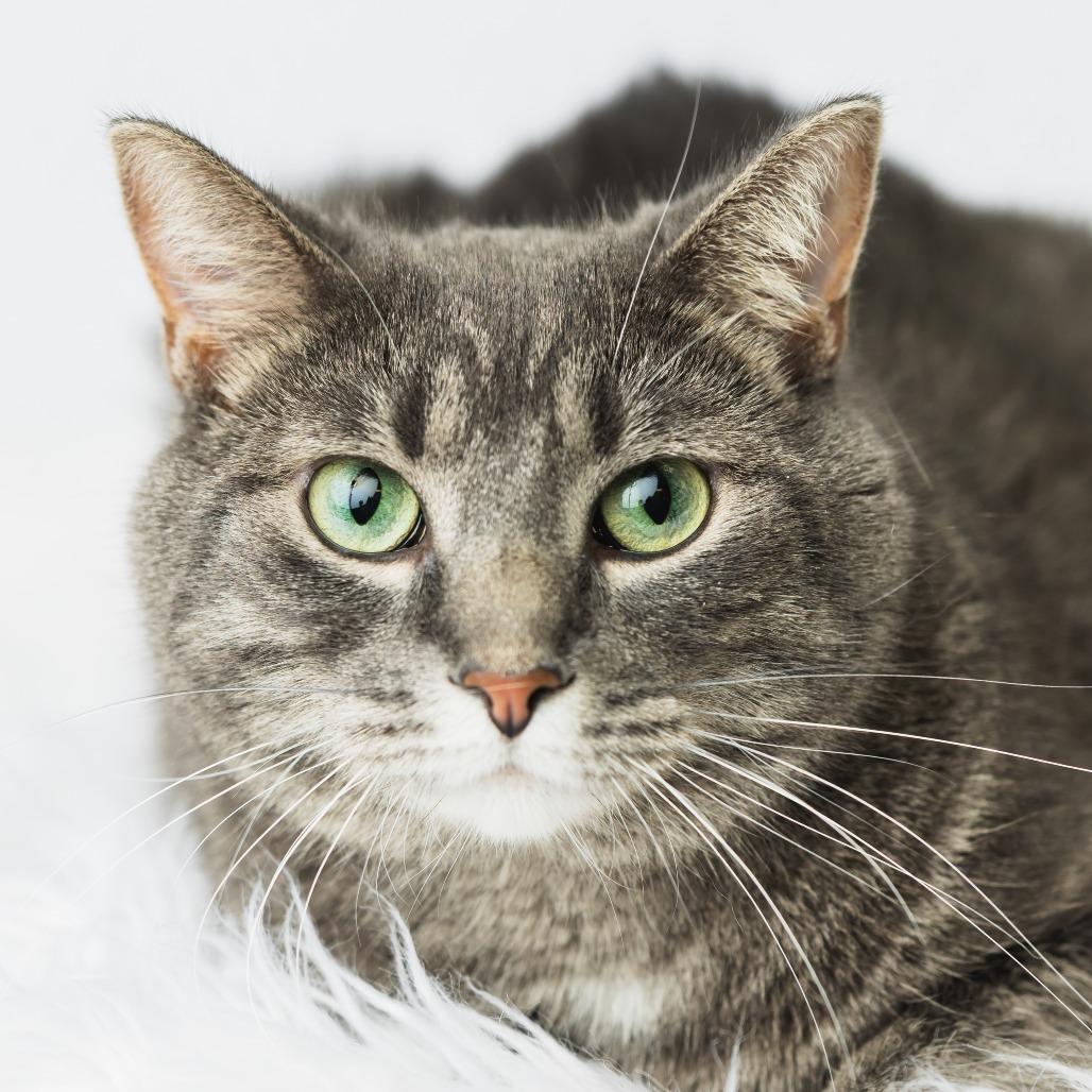Enlarge Jess, a Adoptable Domestic Short Hair in St. Paul, MN image 4/4