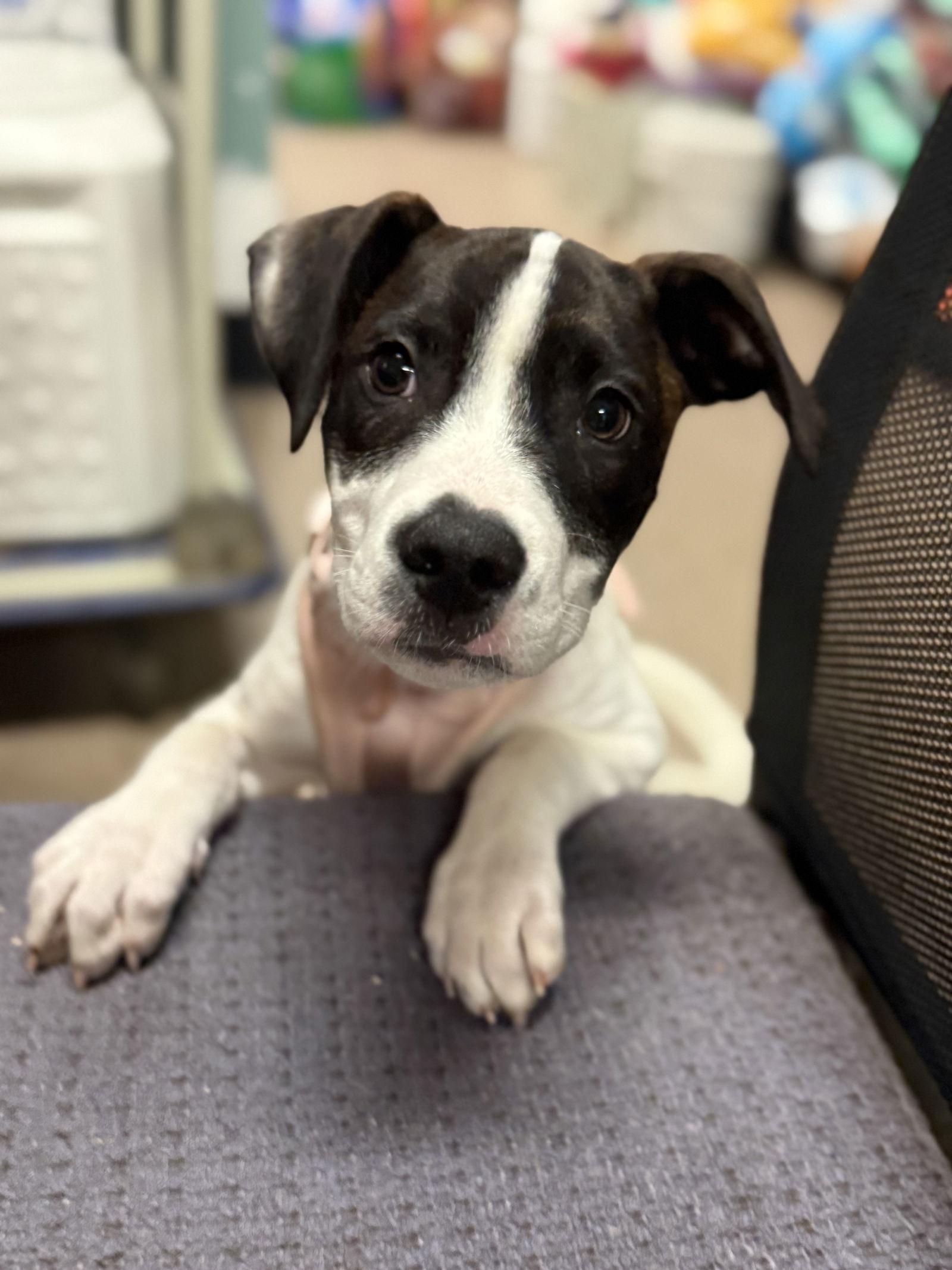 Frick FH, Adopted, Puppy Male Parson Russell Terrier & Patterdale Terrier / Fell Terrier.