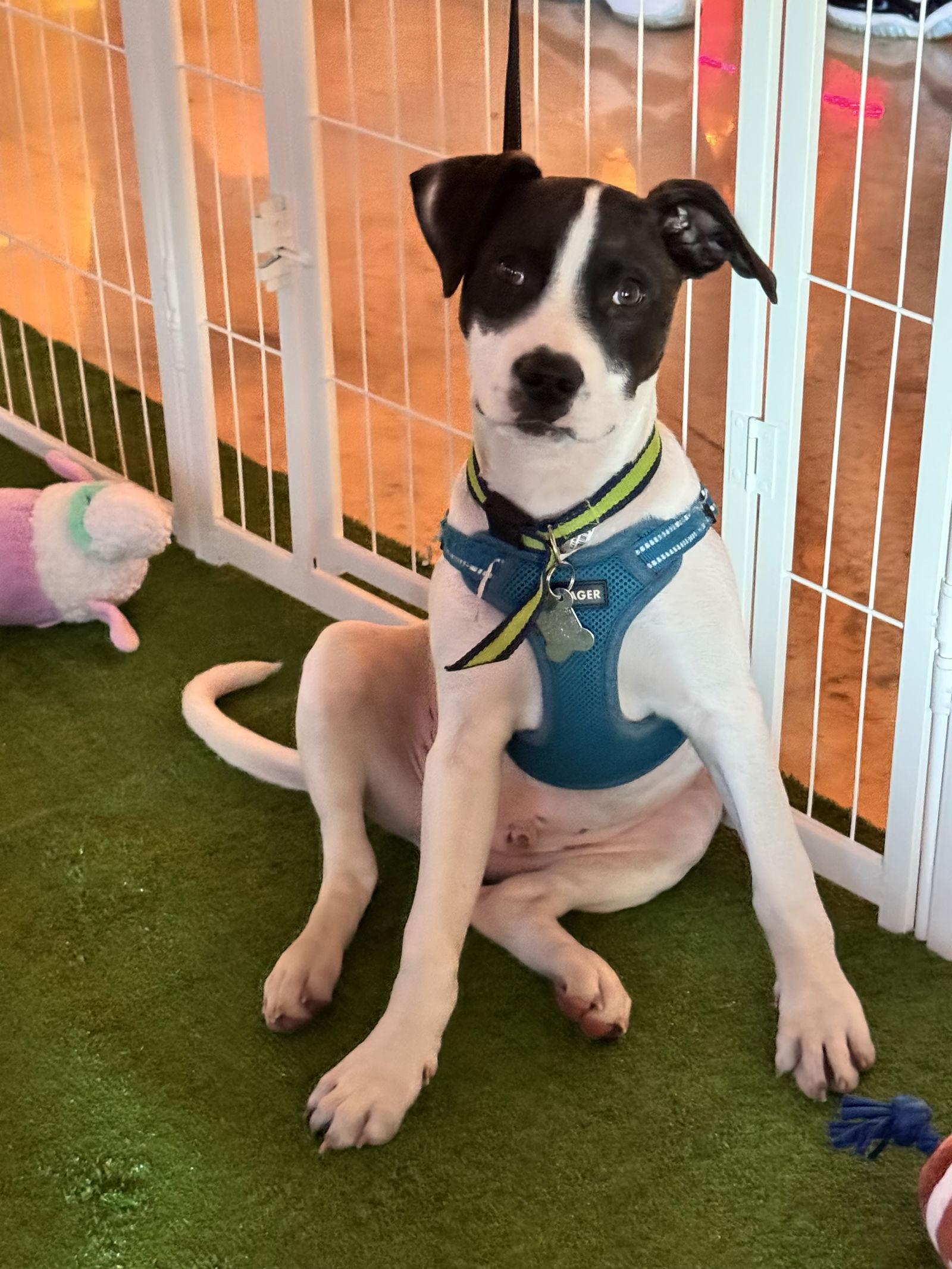 Frick FH, a Adopted mixed breed in Sanford, FL image 2/3