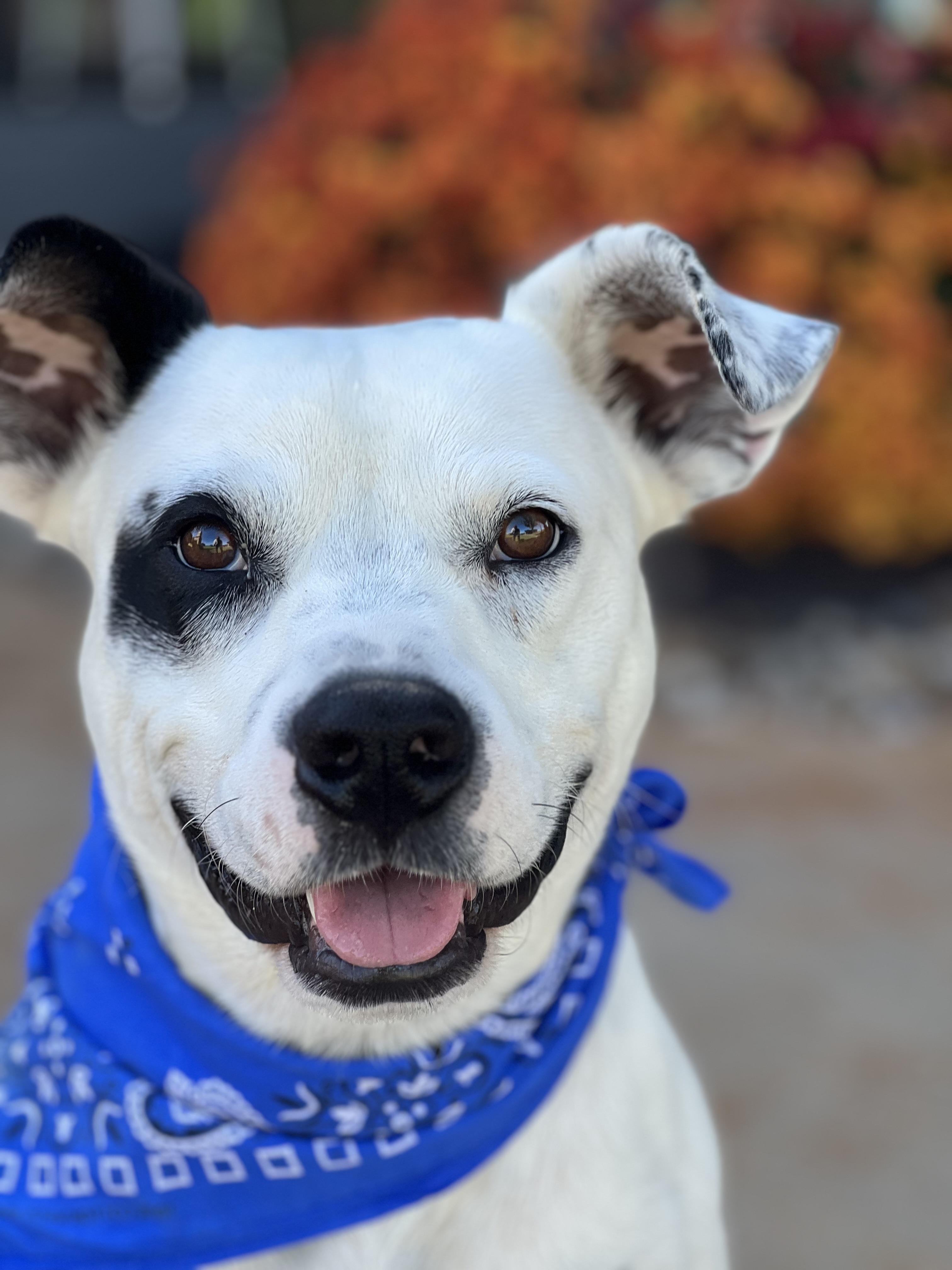Petey, a Adoptable mixed breed in Madisonville, TX image 3/6