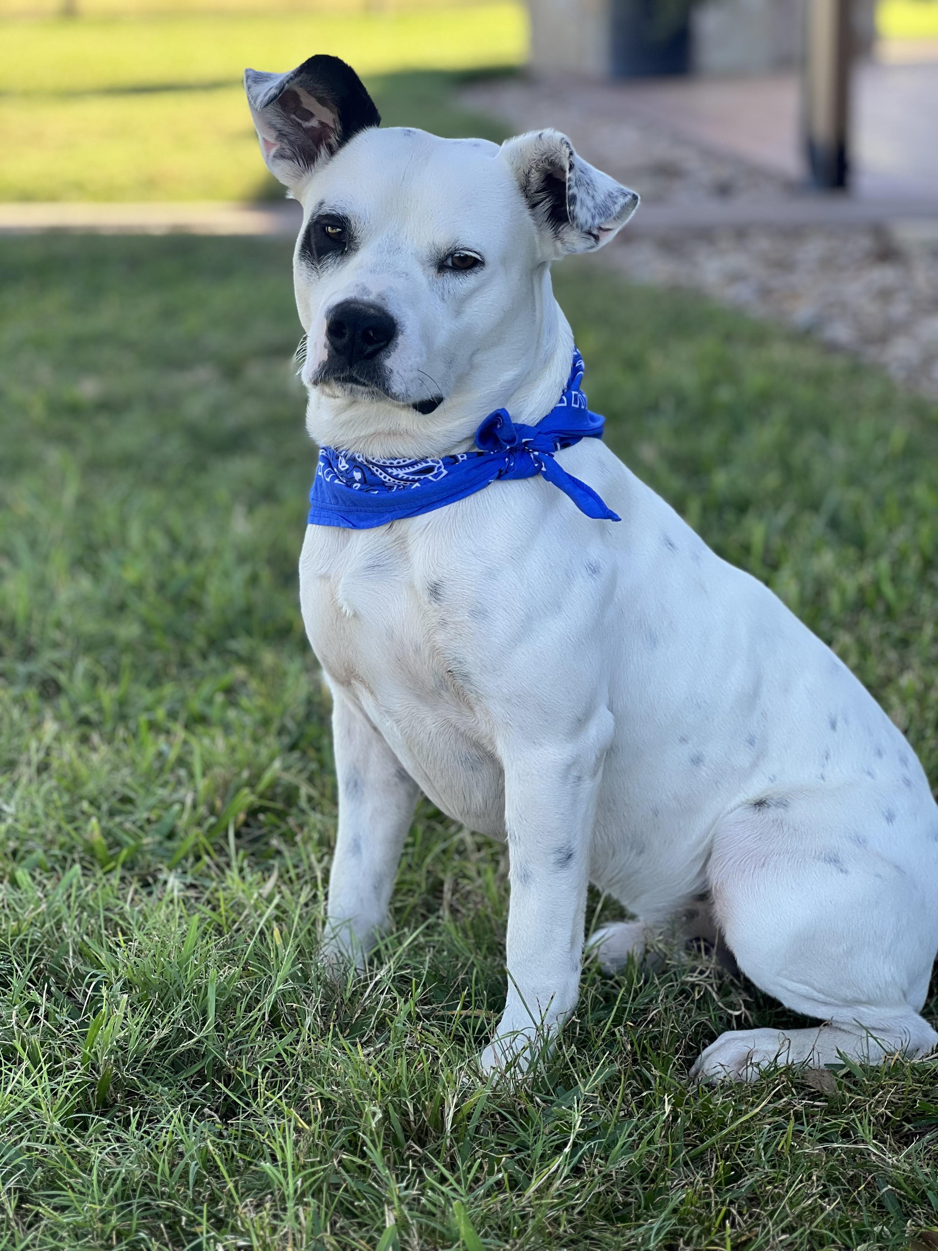 Petey, a Adoptable mixed breed in Madisonville, TX image 5/6