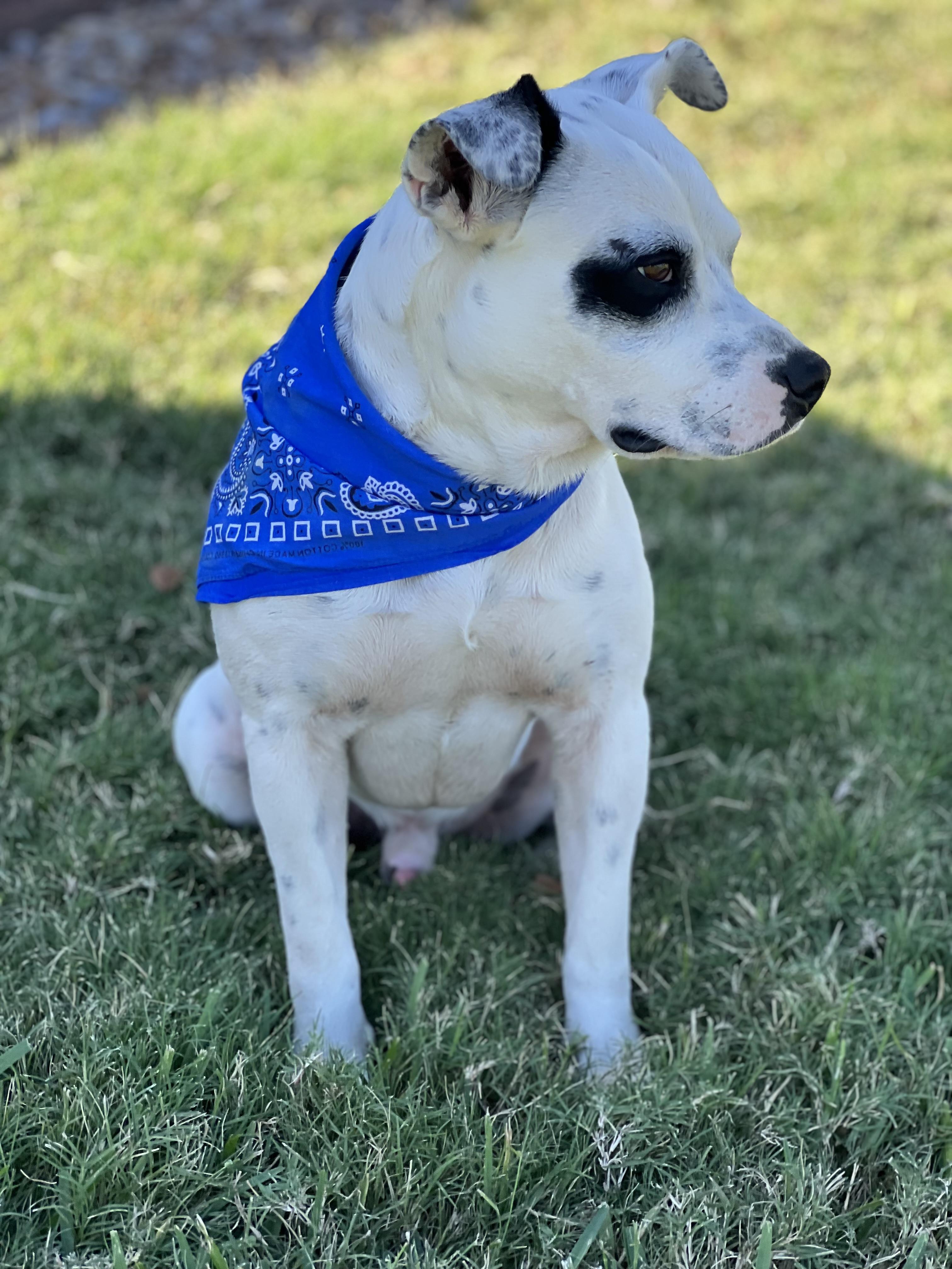 Petey, a Adoptable mixed breed in Madisonville, TX image 6/6