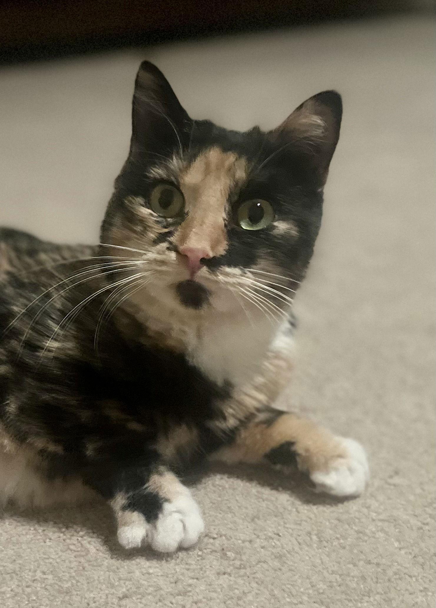 Firefly, a Adoptable Tortoiseshell in Wheaton, IL image 1/3