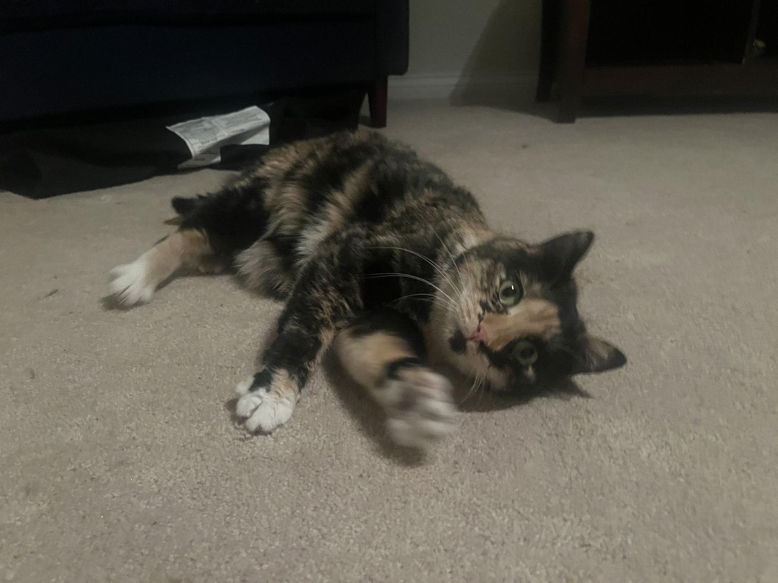 Firefly, a Adoptable Tortoiseshell in Wheaton, IL image 2/3