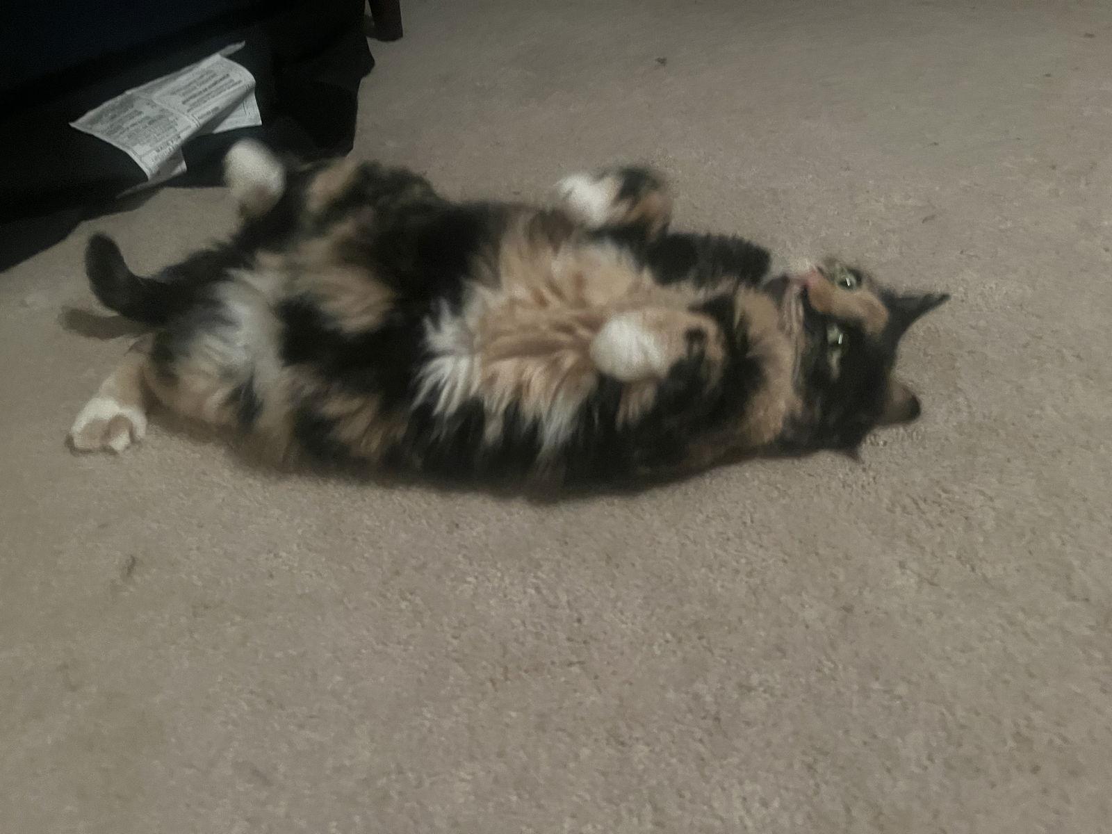 Firefly, a Adoptable Tortoiseshell in Wheaton, IL image 3/3