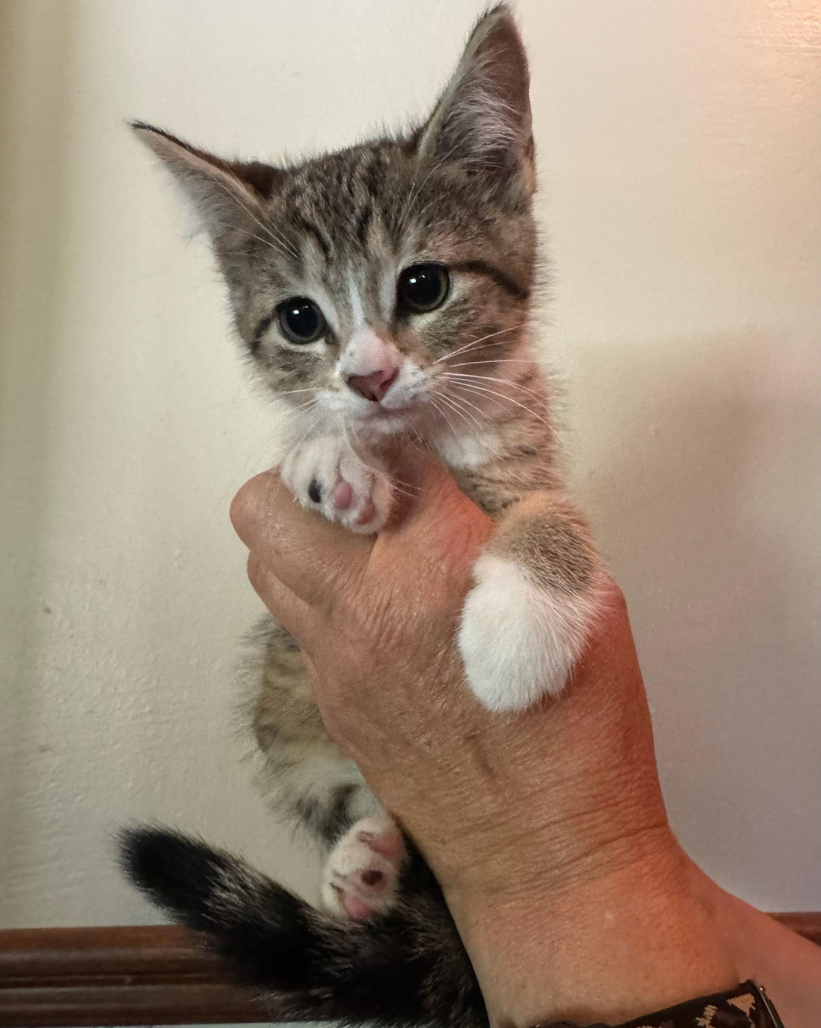 Lily Kitten, Adoptable, Kitten Female Domestic Short Hair.