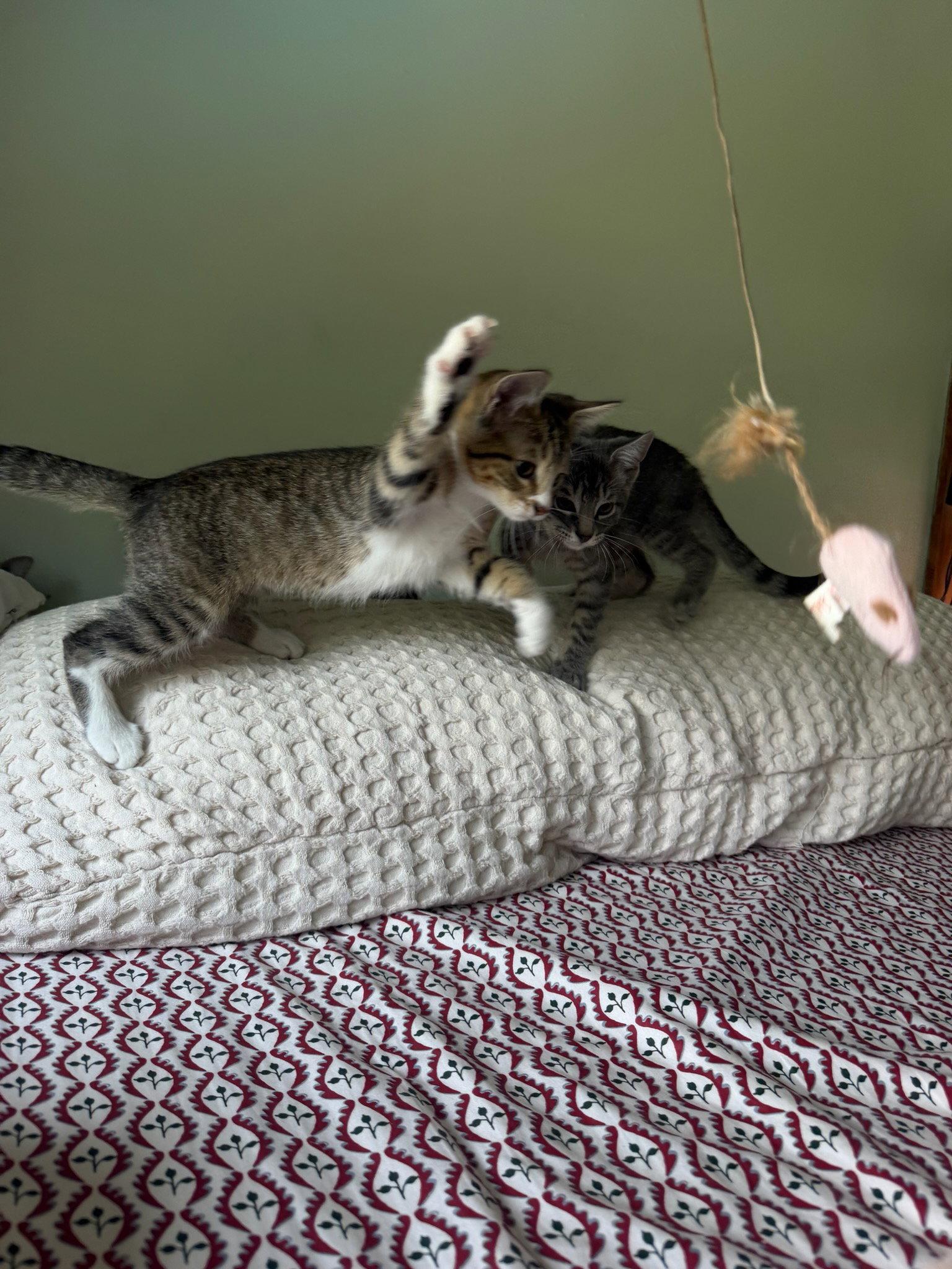 Lily Kitten, a Adoptable Domestic Short Hair in Mukwonago, WI image 2/3