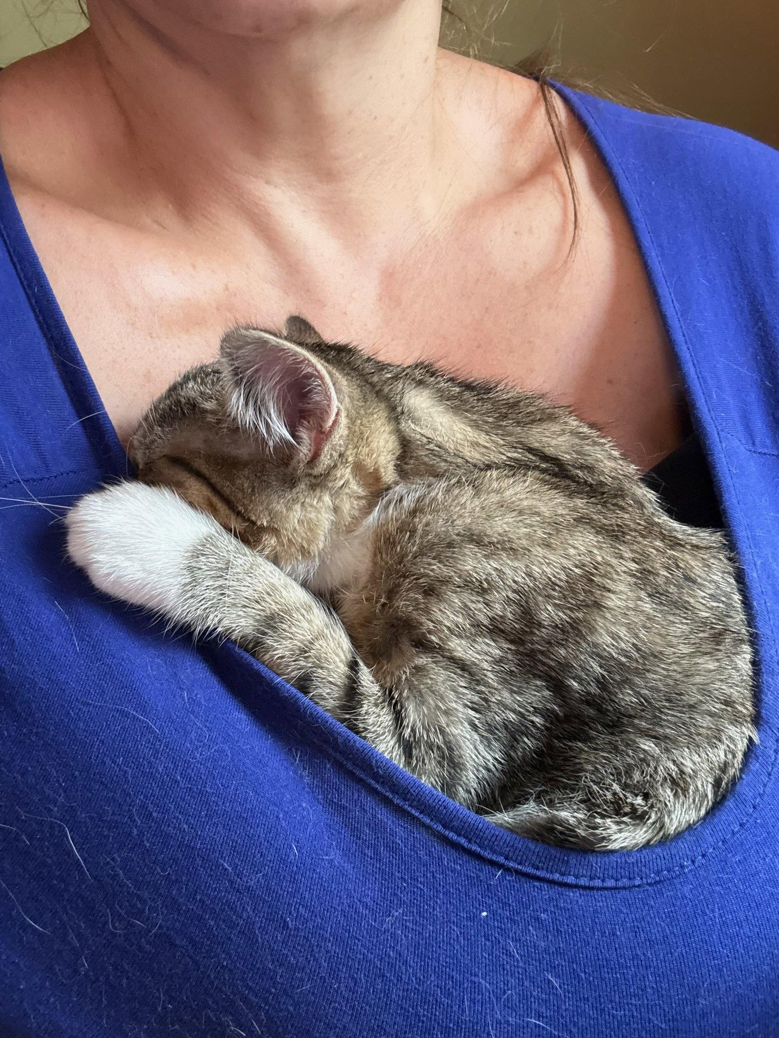 Lily Kitten, a Adoptable Domestic Short Hair in Mukwonago, WI image 3/3