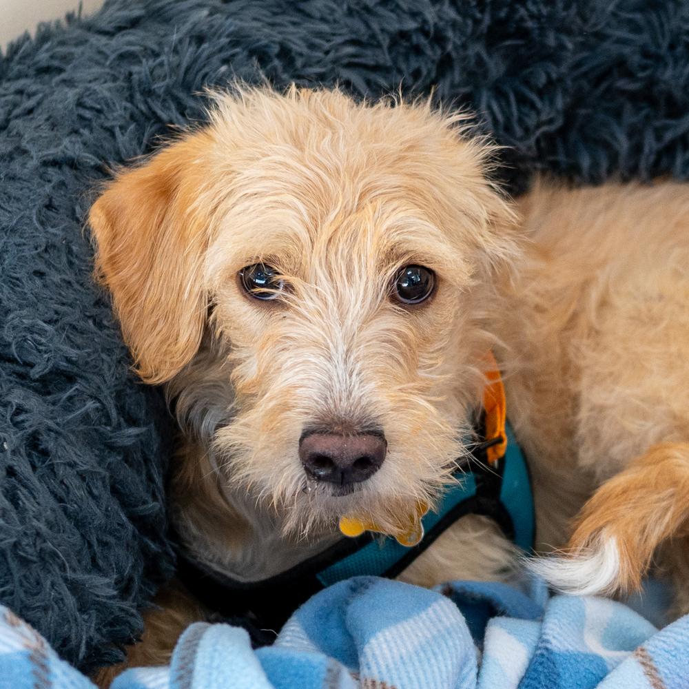 Apple Blossom, Adoptable, Puppy Female Labrador Retriever.