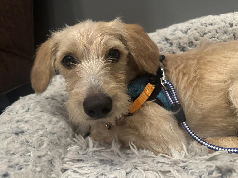 Enlarge Apple Blossom, a Adoptable mixed breed in Mundelein, IL image 2/6