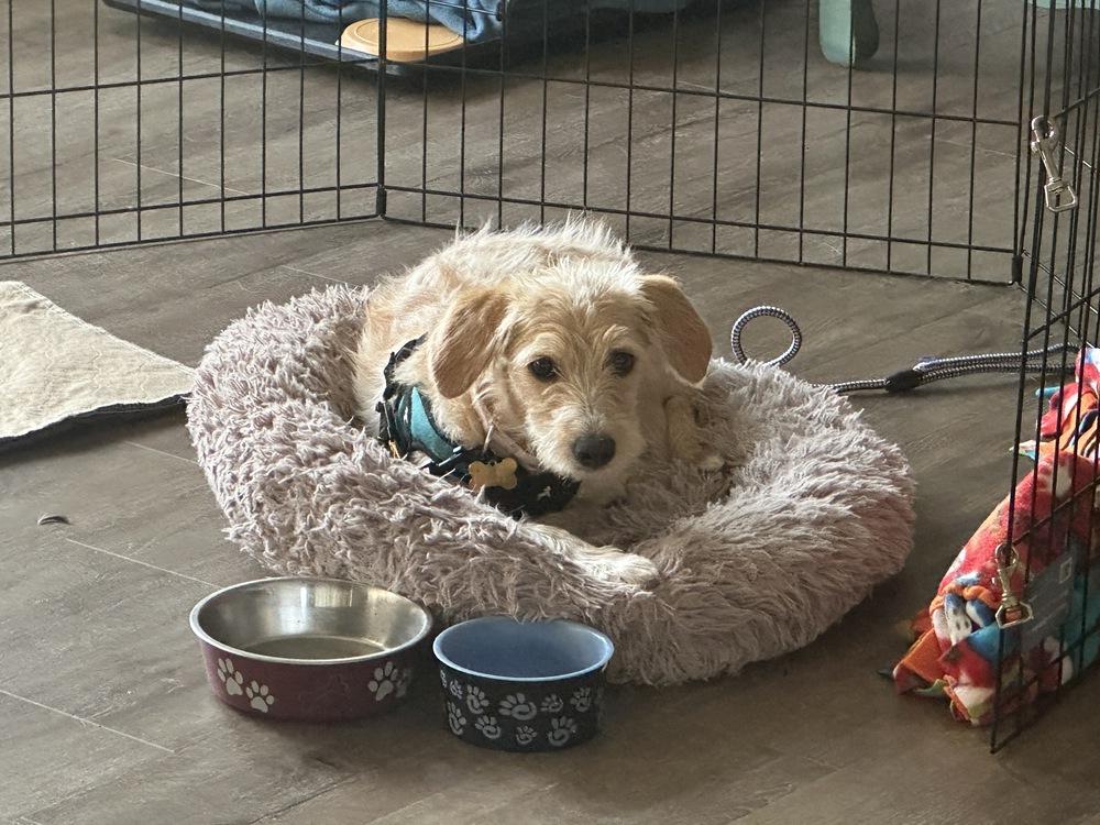 Enlarge Apple Blossom, a Adoptable mixed breed in Mundelein, IL image 3/6