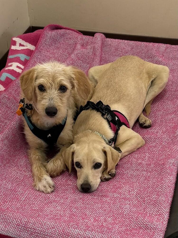 Enlarge Apple Blossom, a Adoptable mixed breed in Mundelein, IL image 4/6