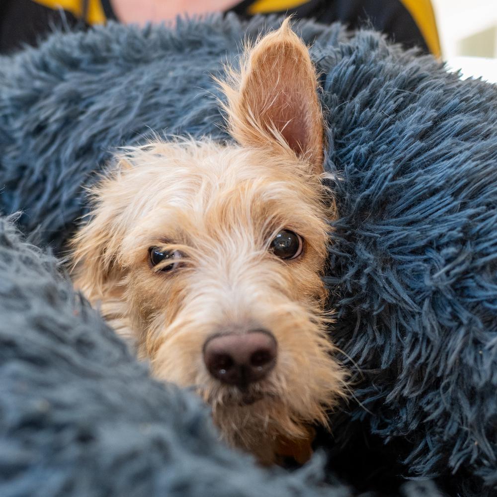 Enlarge Apple Blossom, a Adoptable mixed breed in Mundelein, IL image 5/6