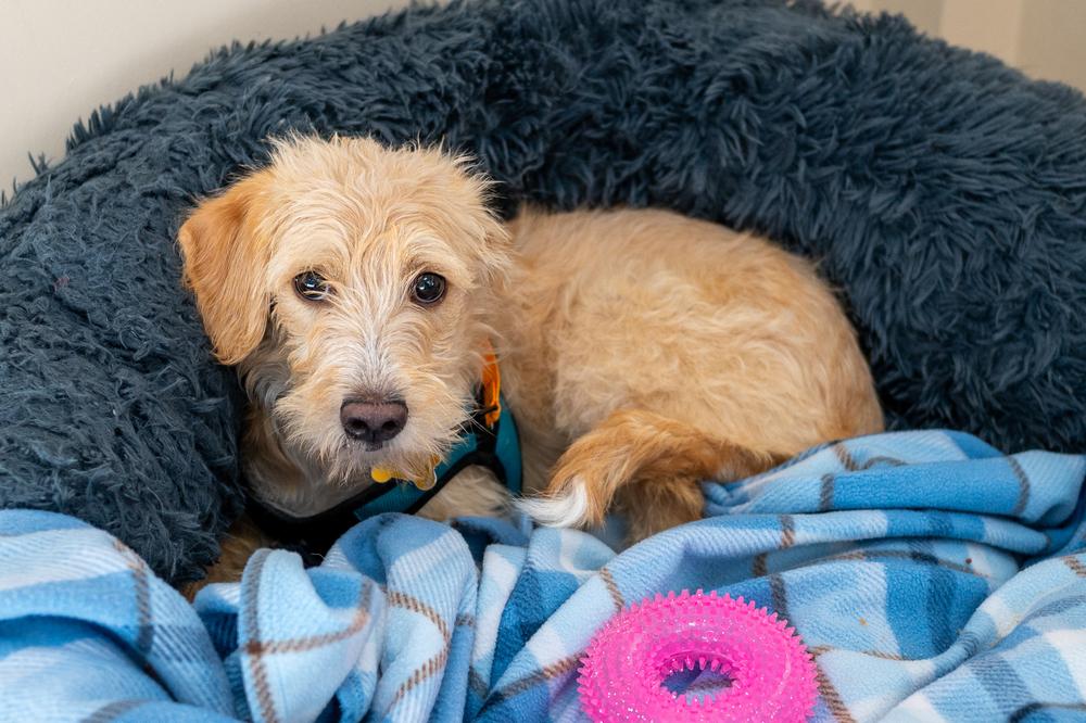 Enlarge Apple Blossom, a Adoptable mixed breed in Mundelein, IL image 6/6