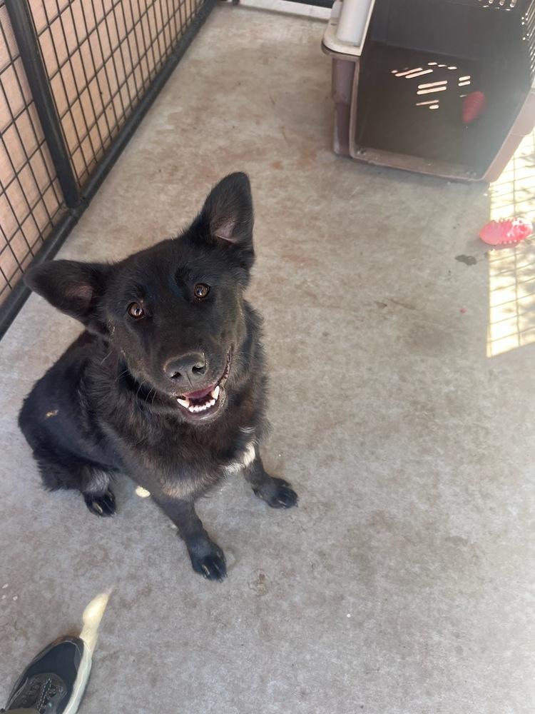 Mimi, Adoptable, Adult Female Shepherd.