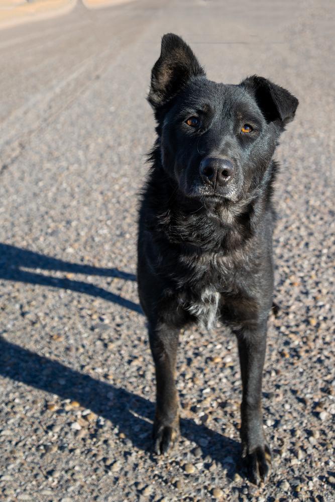 Enlarge Mimi, a Adoptable mixed breed in Page, AZ image 2/5
