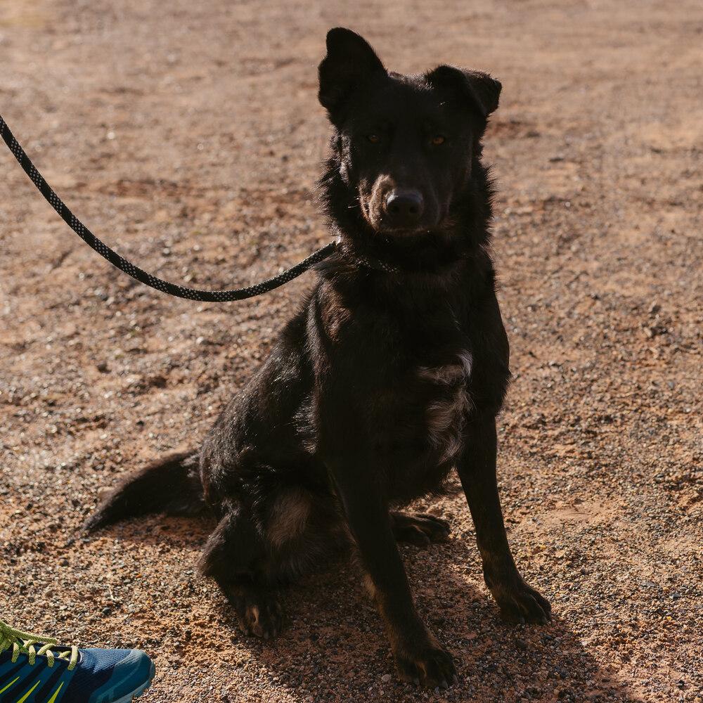 Mimi, Adoptable, Adult Female Shepherd.