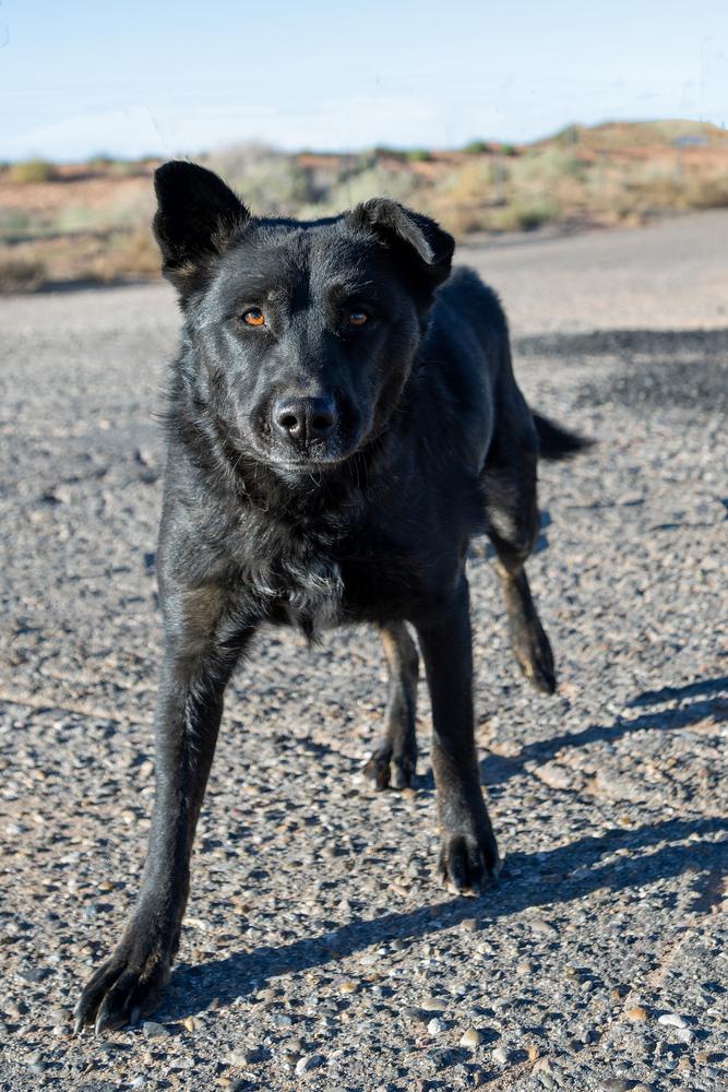 Enlarge Mimi, a Adoptable mixed breed in Page, AZ image 4/5