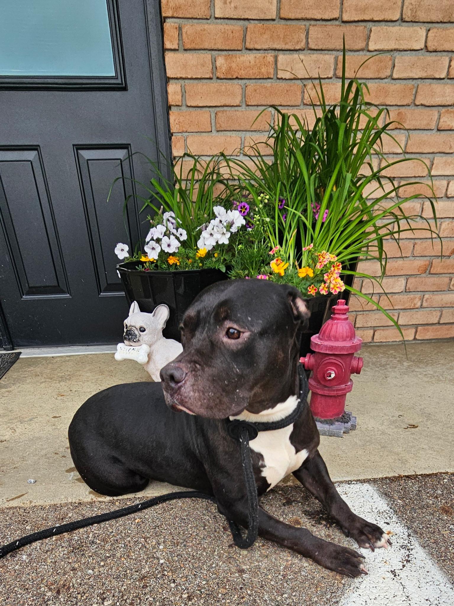Birdie, ADOPTABLE, Adult Female Pit Bull Terrier.