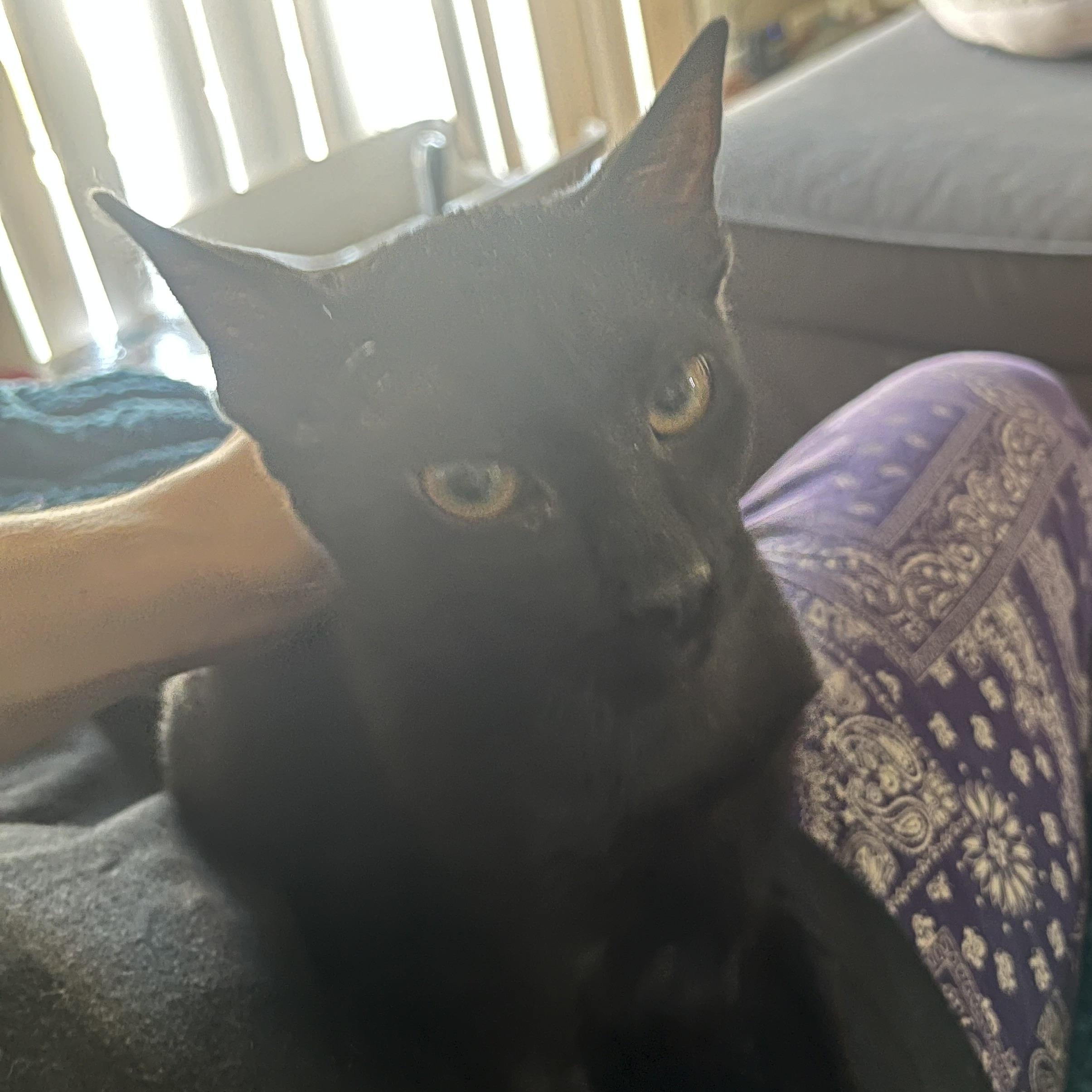 Skittle, ADOPTABLE, Kitten Male American Shorthair.