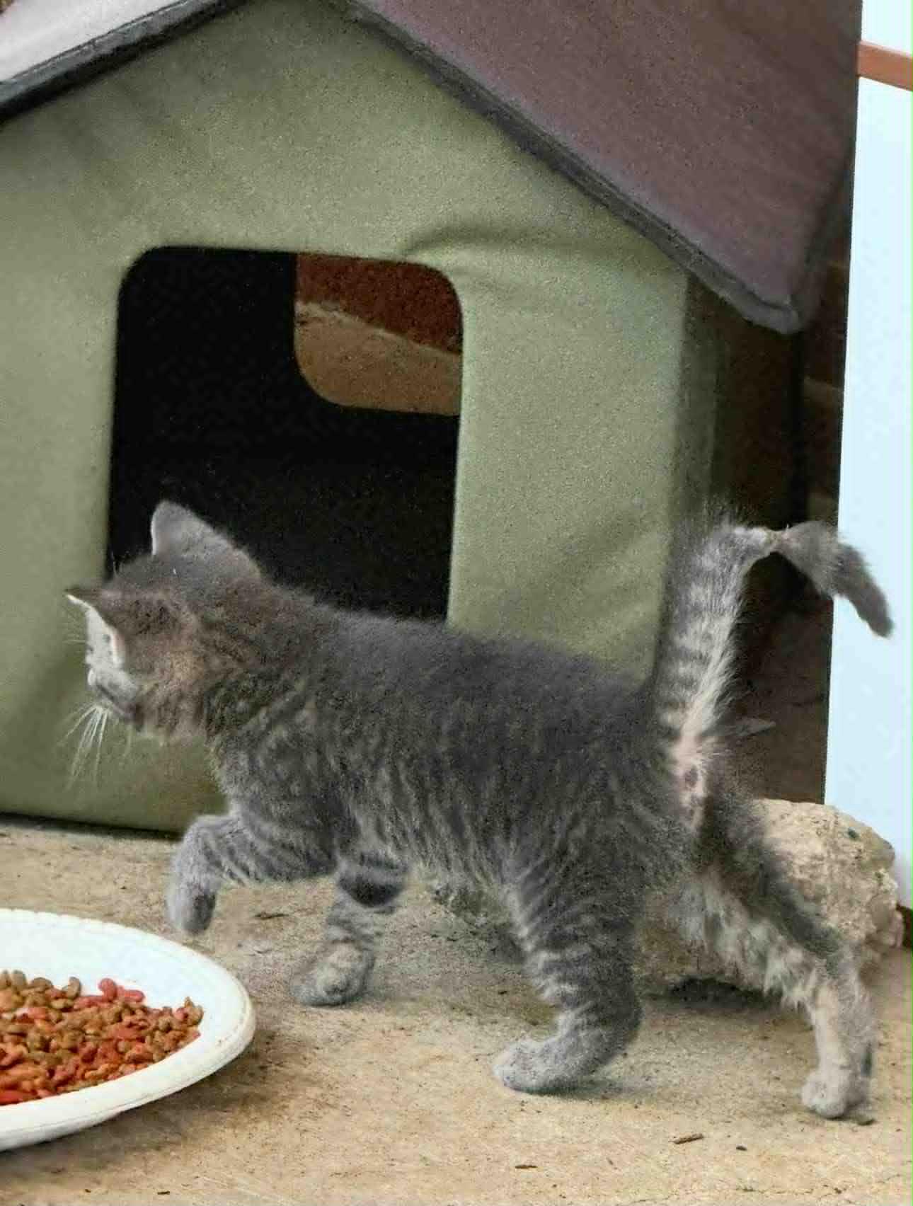 Trout, Adoptable, Young Female Domestic Short Hair.